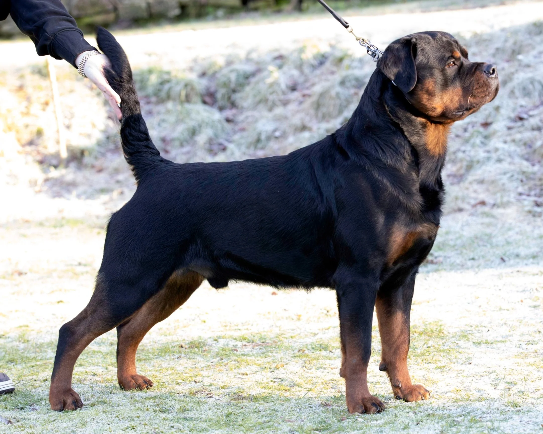 Ivan Rott Rottweiler Males — FANTASA TEAM VORMUND