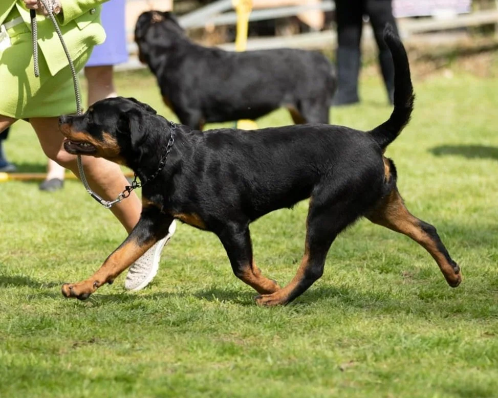 Rottweiler Females — Fantasa Team Vormund