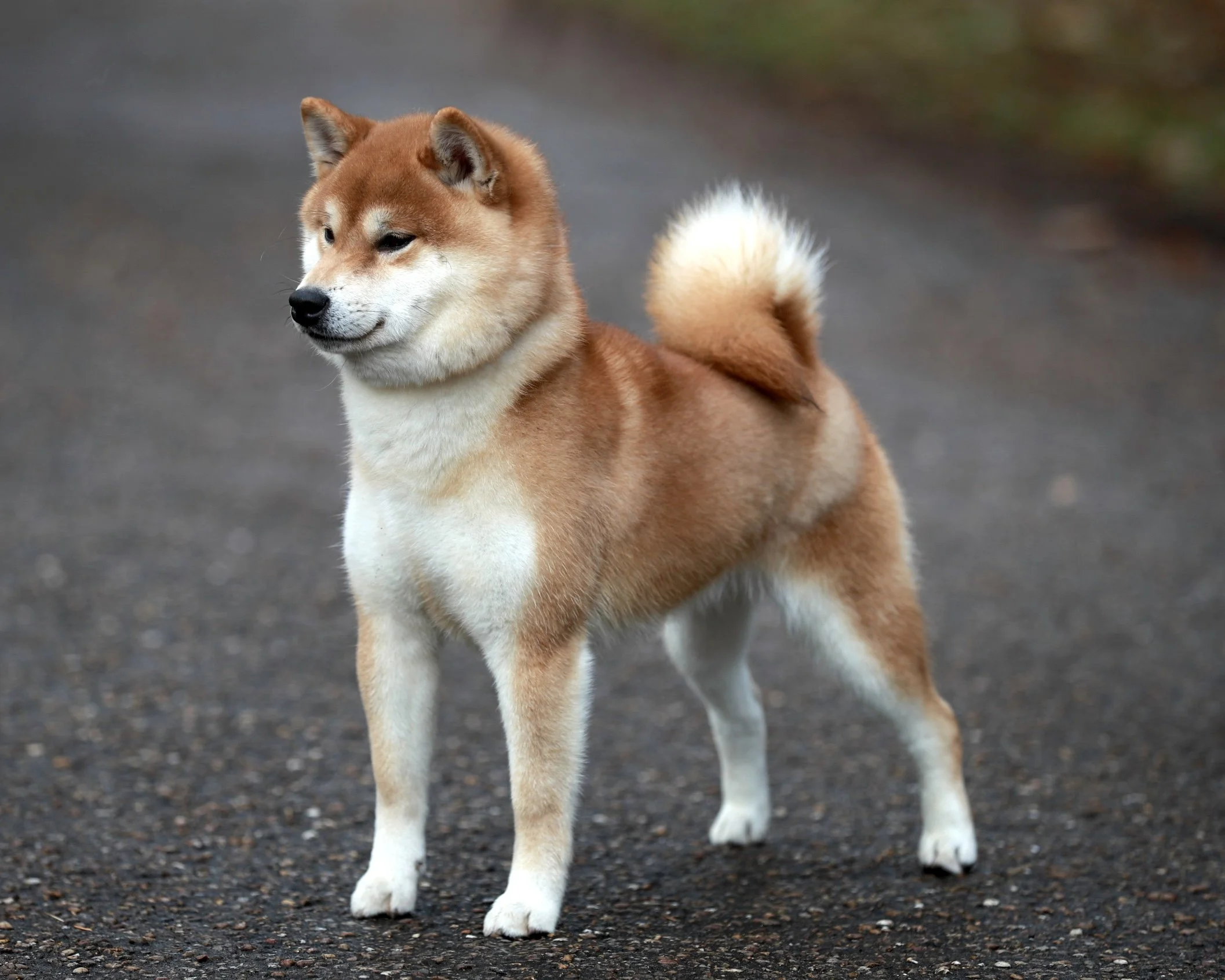 B90I6068-Edit copy.jpeg