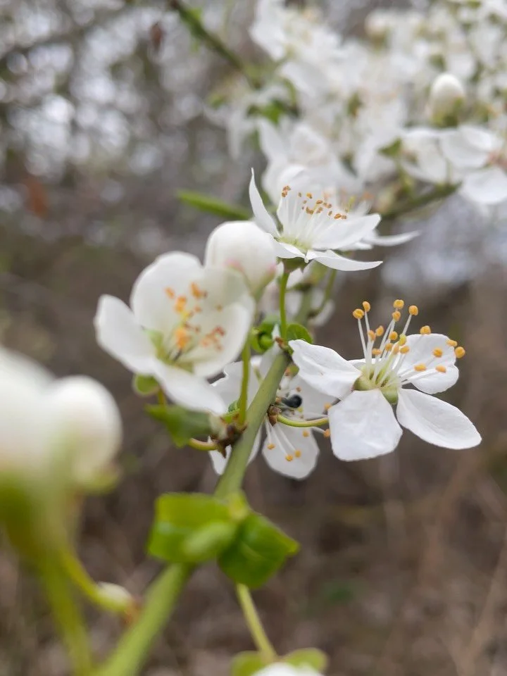 Things that created space for my heart to breathe last month. If you know what allows your body to feel safe and soft your heart can melt into it too. 

There more I take care of that and allow myself to feel it all the easier it gets (in a way). Nou