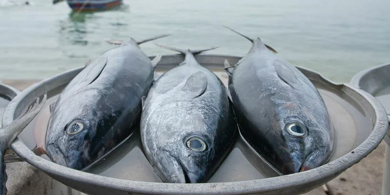 Five Clues that Your Fish is Fresh, Westchester Magazine
