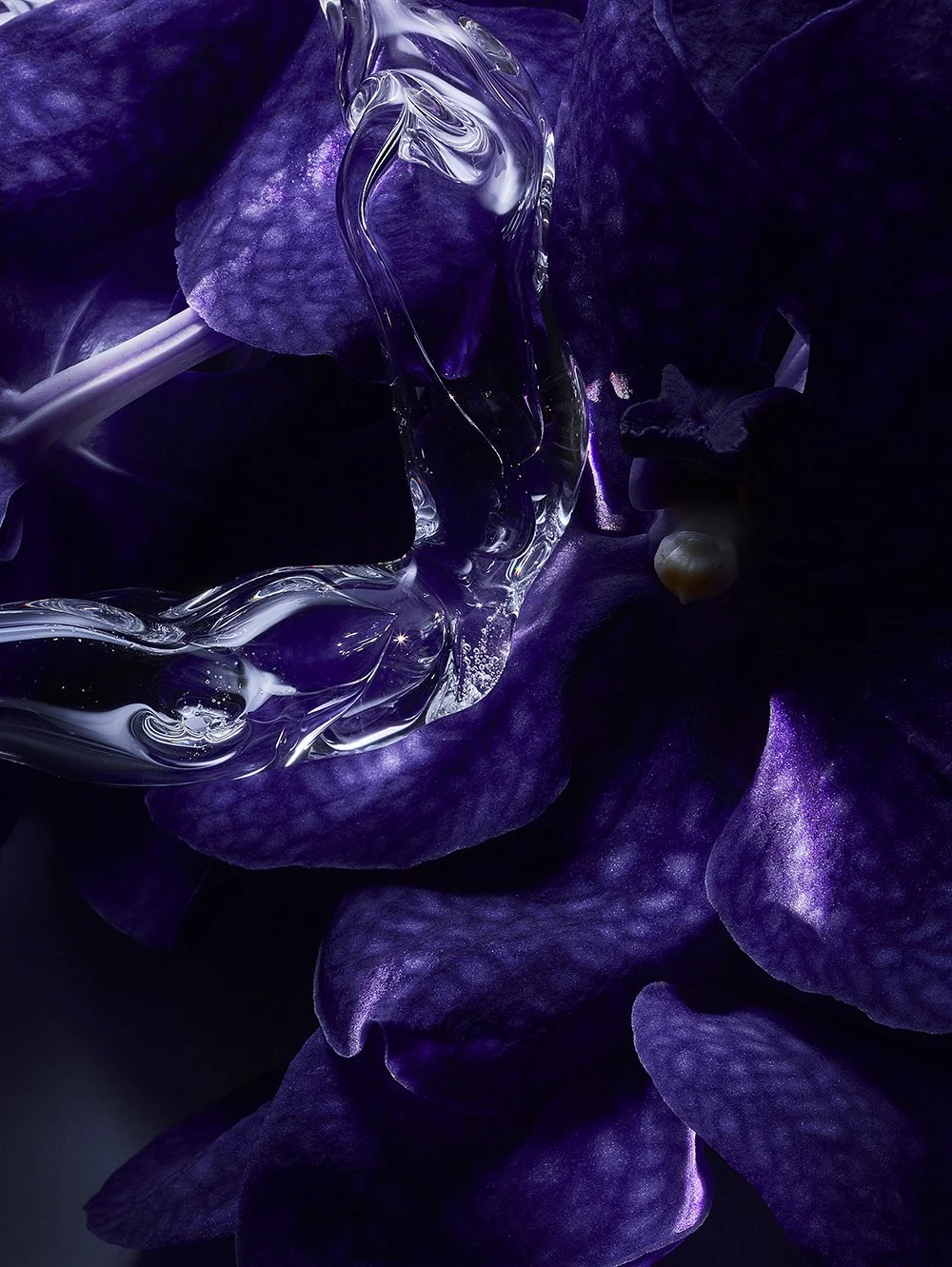 Cristina Hernández | Mystic Orchid Petals