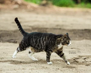 General 1 — Smokey Chestnut Farm Rescue