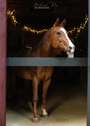 Smokey Chestnut Farm Rescue
