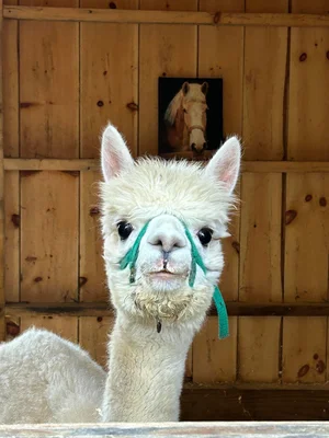 Smokey Chestnut Farm Rescue