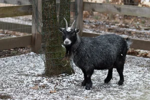 Smokey Chestnut Farm Rescue