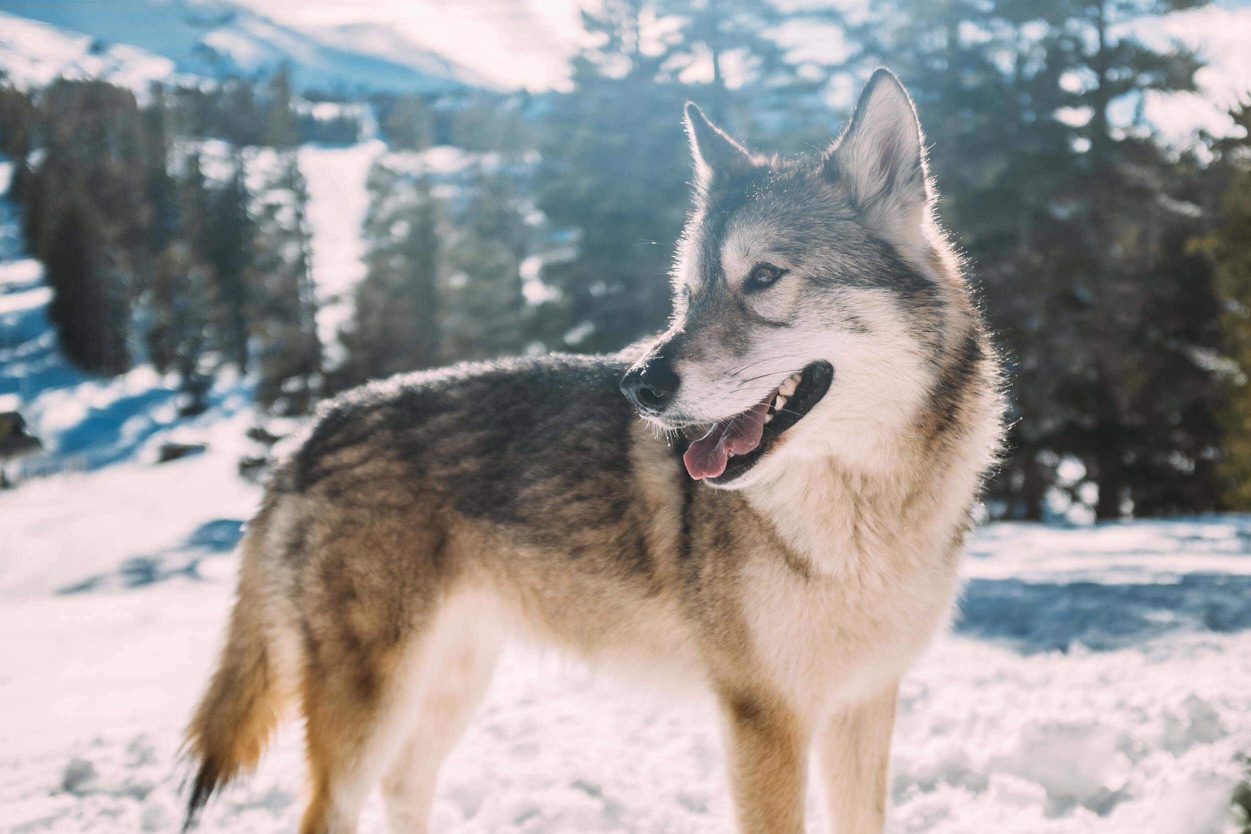 {Complete dogsled webquest (15)}