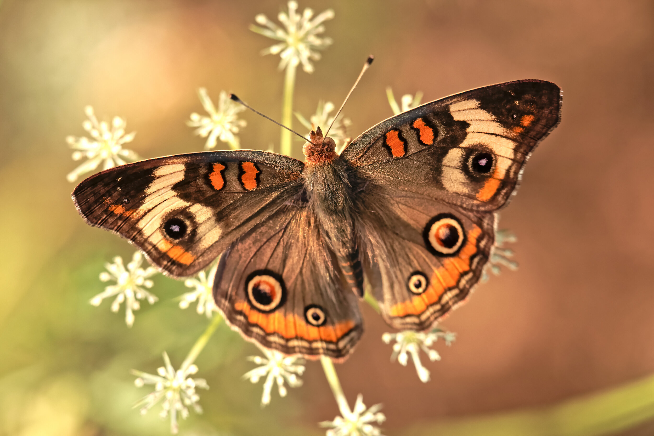 *Catch and study insects (2)