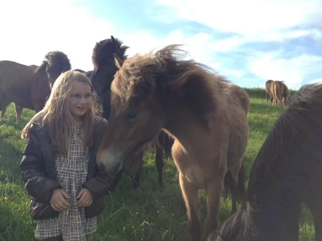 Unghestene på sommerfold