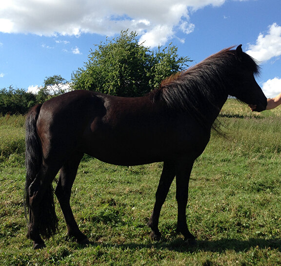 Hopperne på unghestefolden