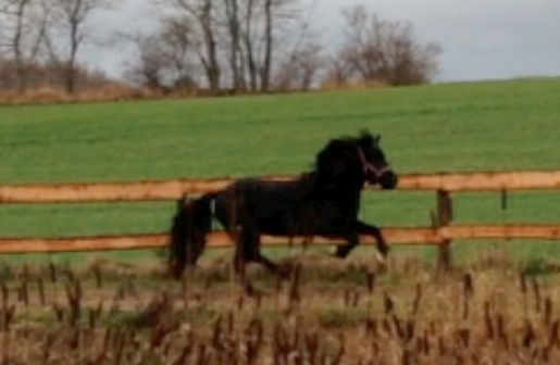 Hávella fra Haarbygaard