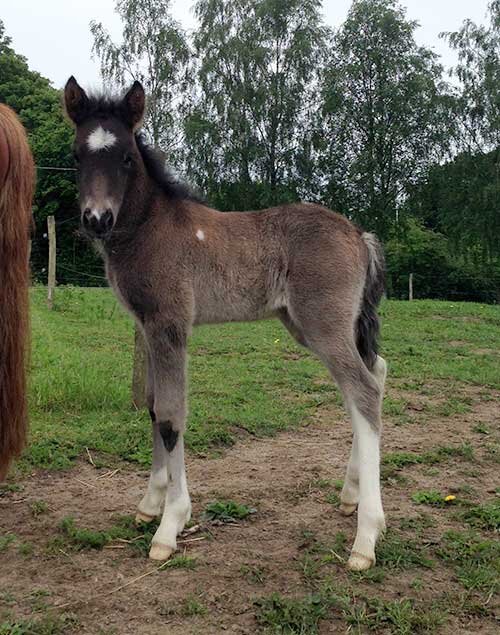 Årets sidste føl velankommet