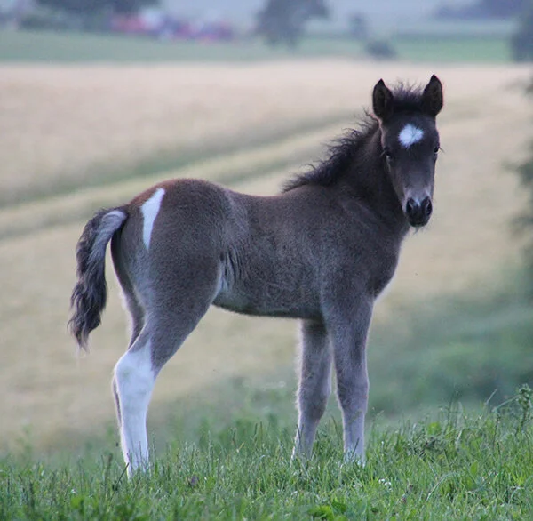 Hákon fra Haarbygaard til salg – SOLGT