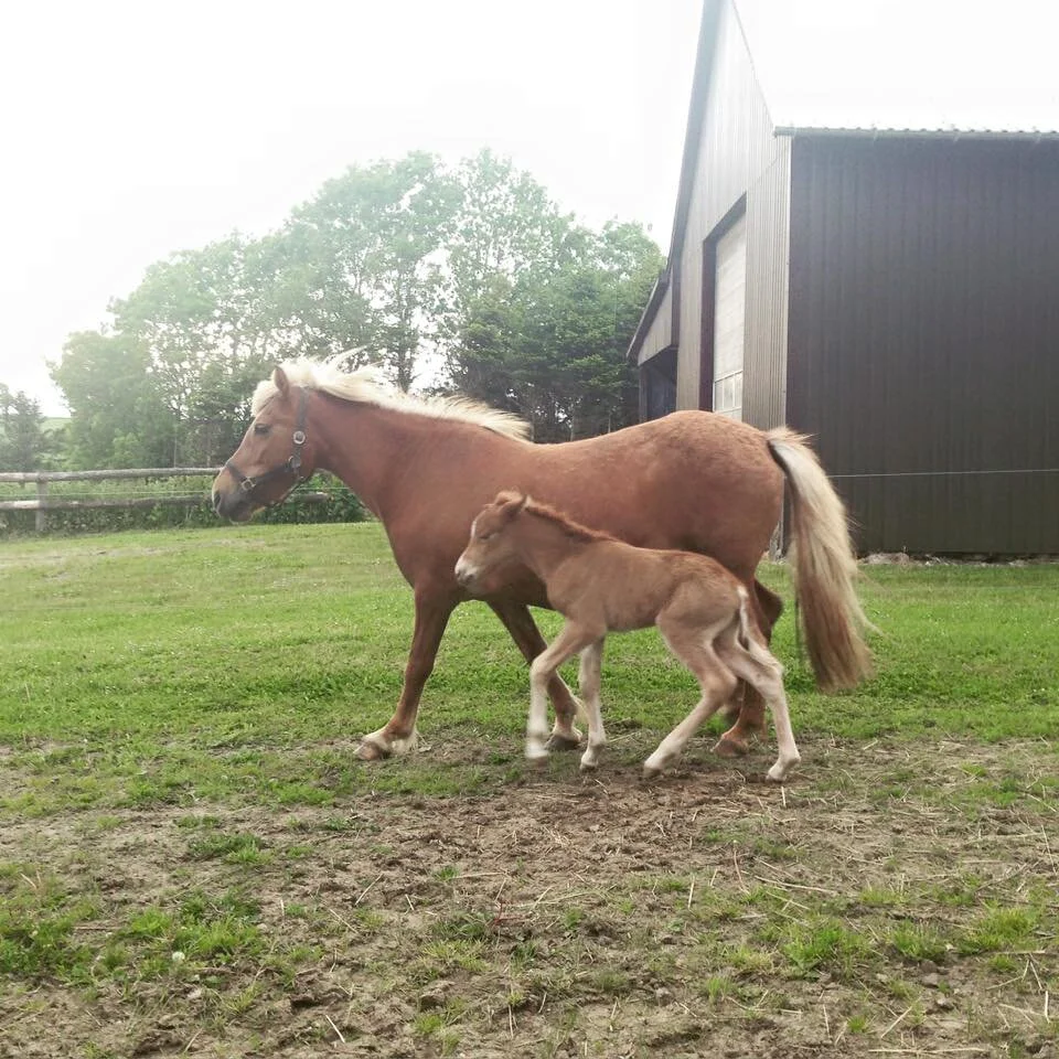 Så kom nr. 2 føl – en smuk hoppe