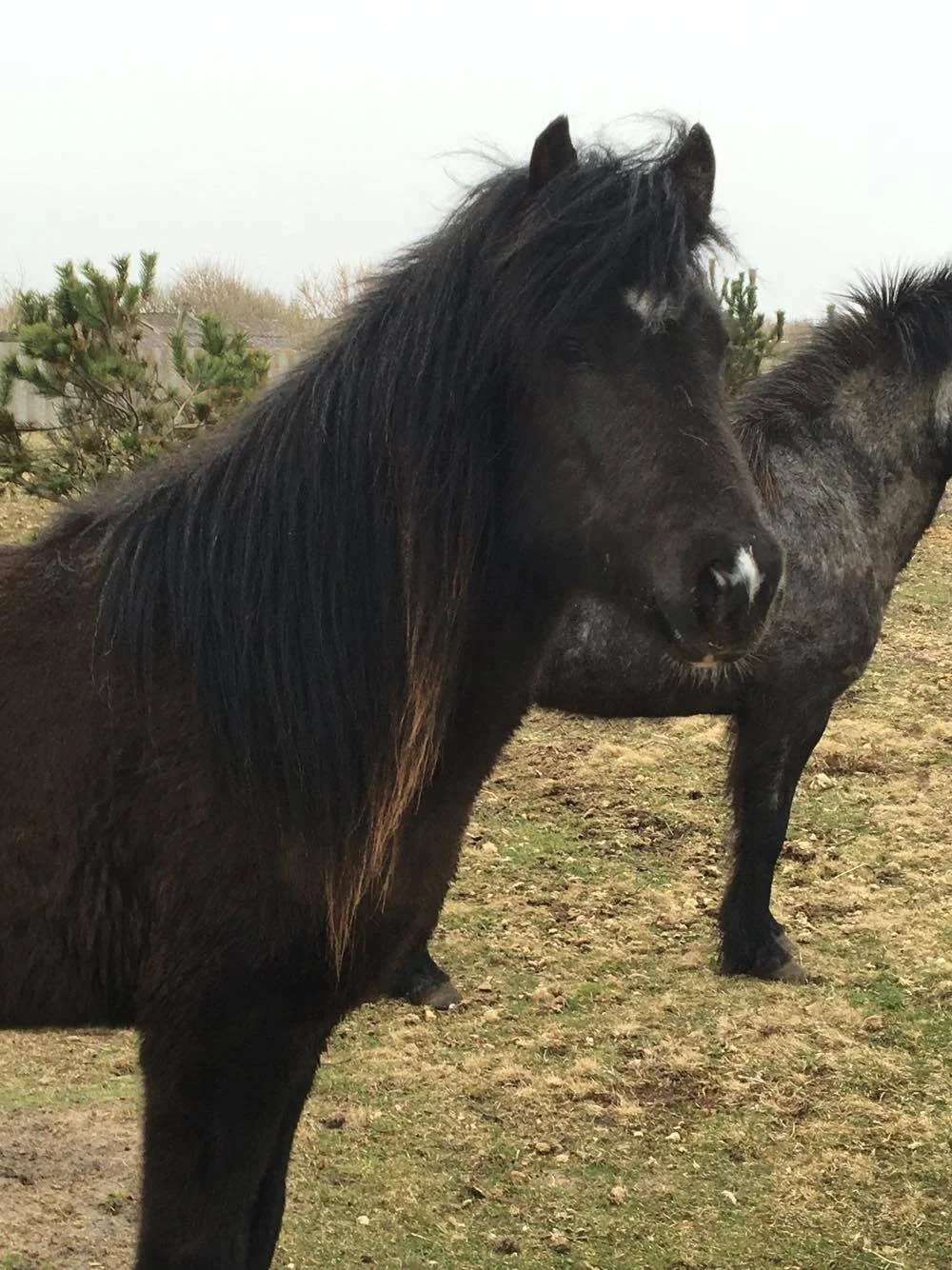 En hilsen fra Haarbygaard-hesteejere