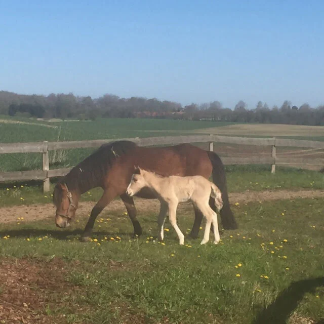 Så kom Flikkas hoppeføl!