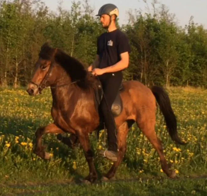 Hind fra Haarbygaard hjem fra ridning