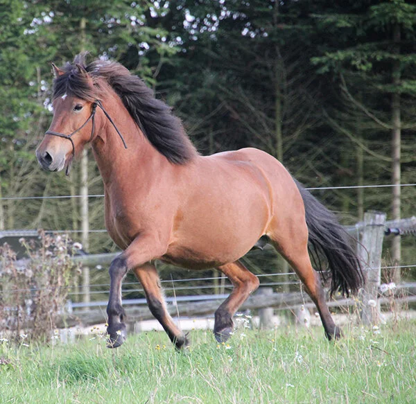 Flikka fra Stutter Borg til salg