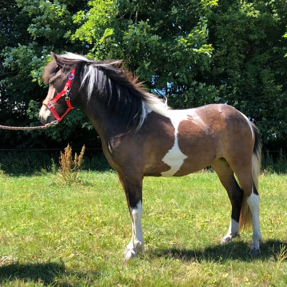 Smuk 2 års broget hoppe til salg