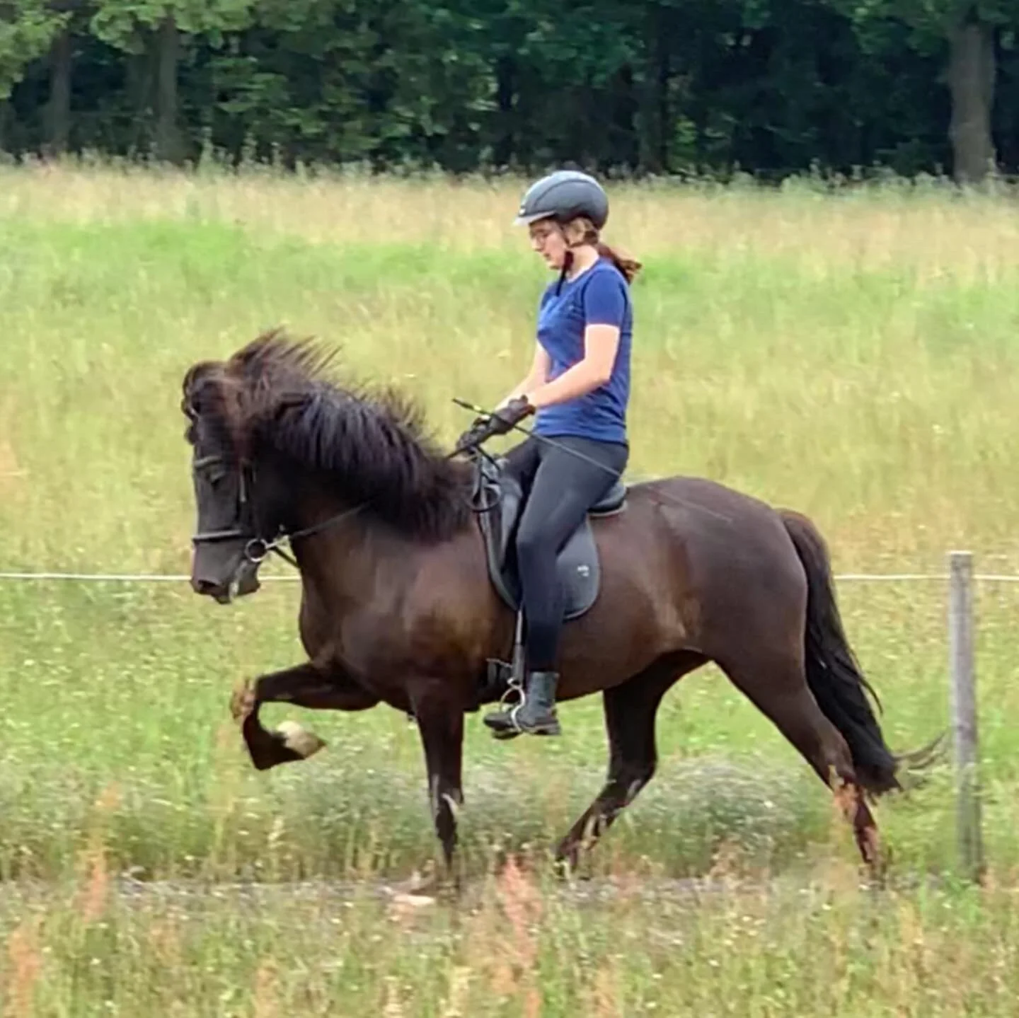 Meget sød 6 års hoppe til salg