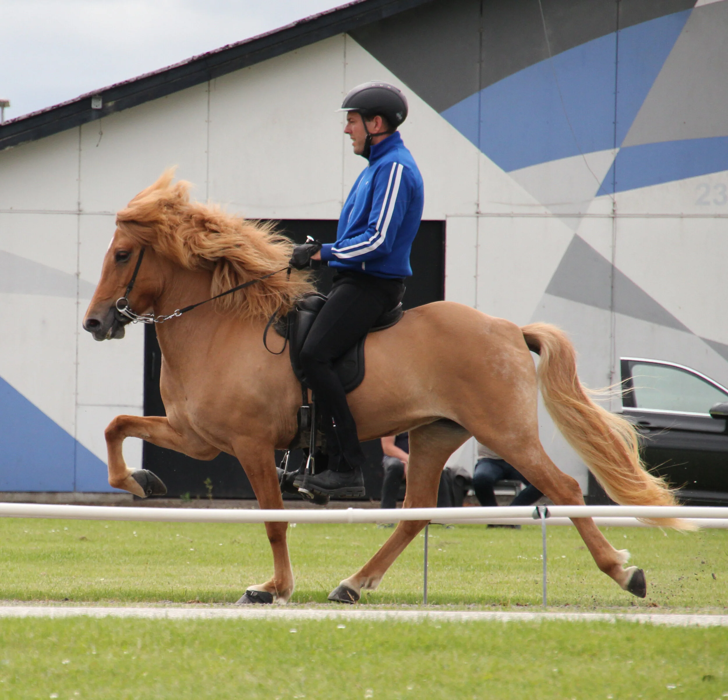 Så er første Haarbygaard-hest kåret