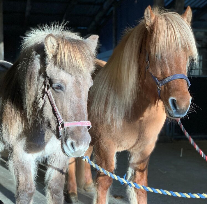 Velkommen til Píla og Móstjarna