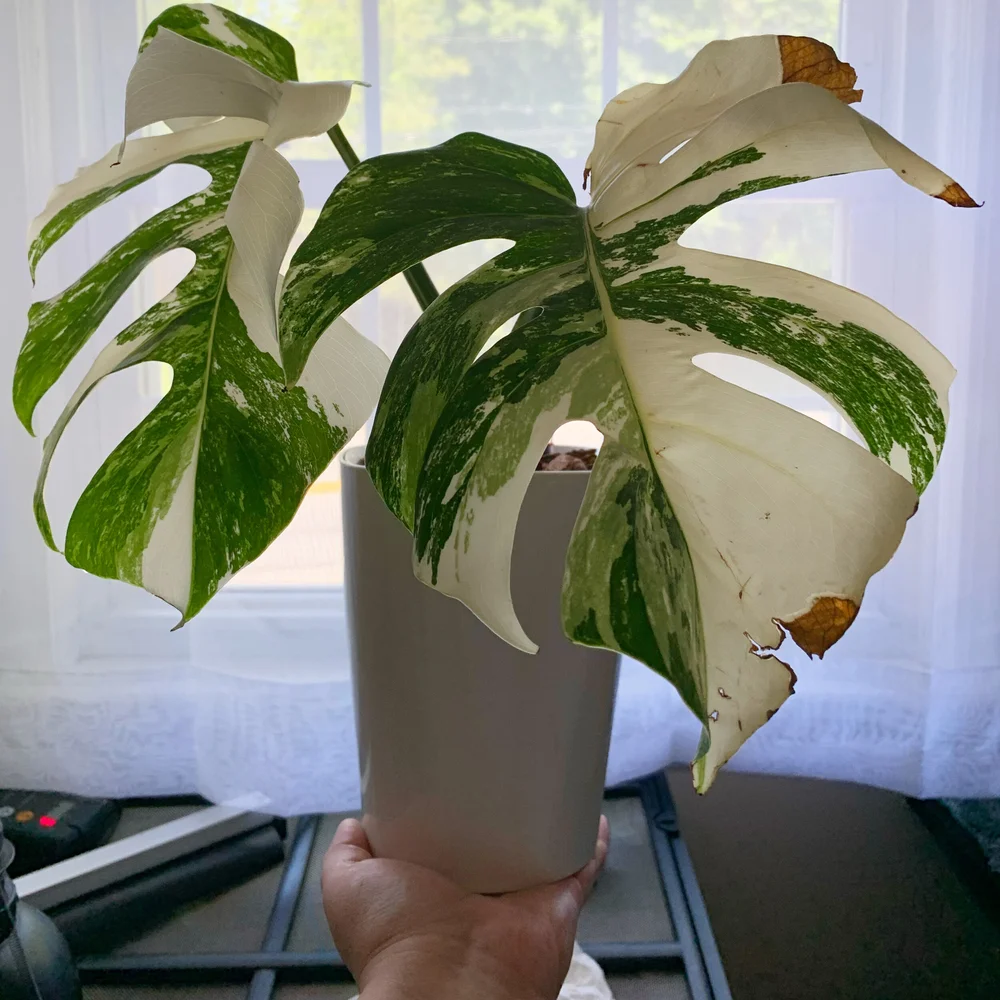 Maria S Planty Blog Mariafacesaid