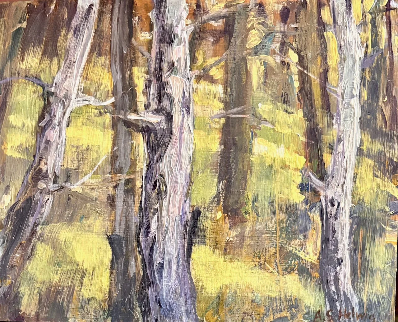 11.OldGrowth .jpeg