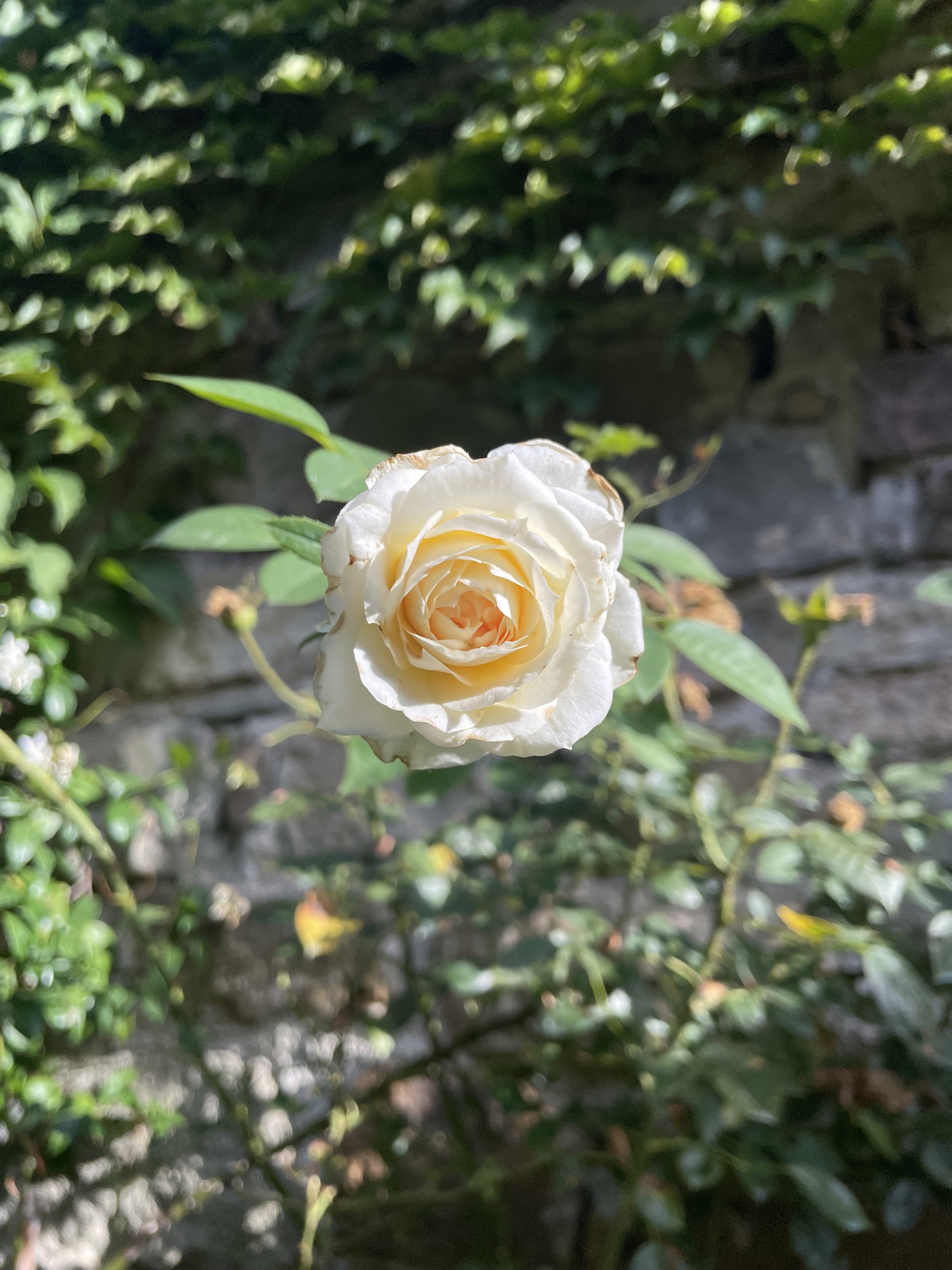 IMG_7772.jpeg