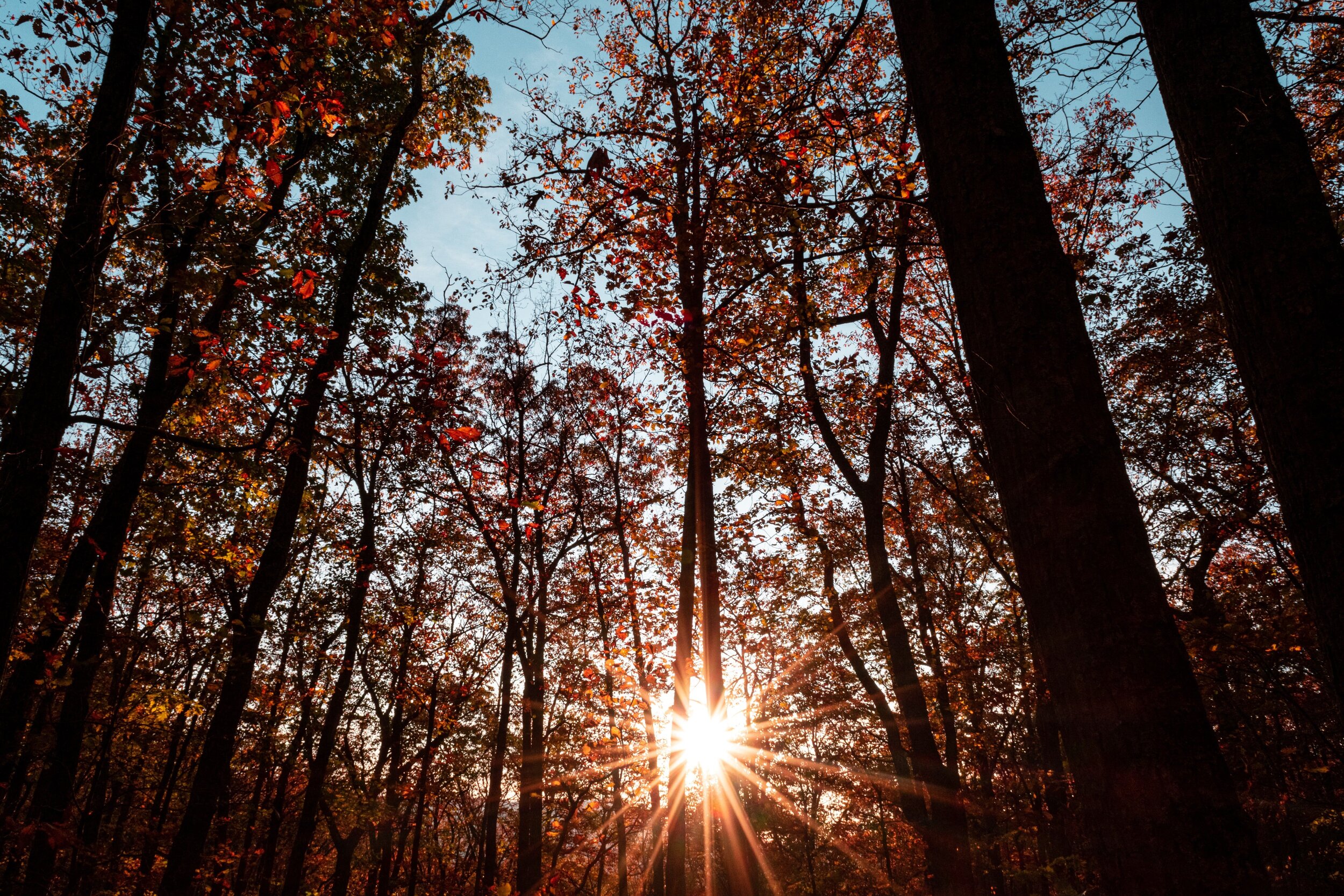 Thriving Together: Thriving Natural World