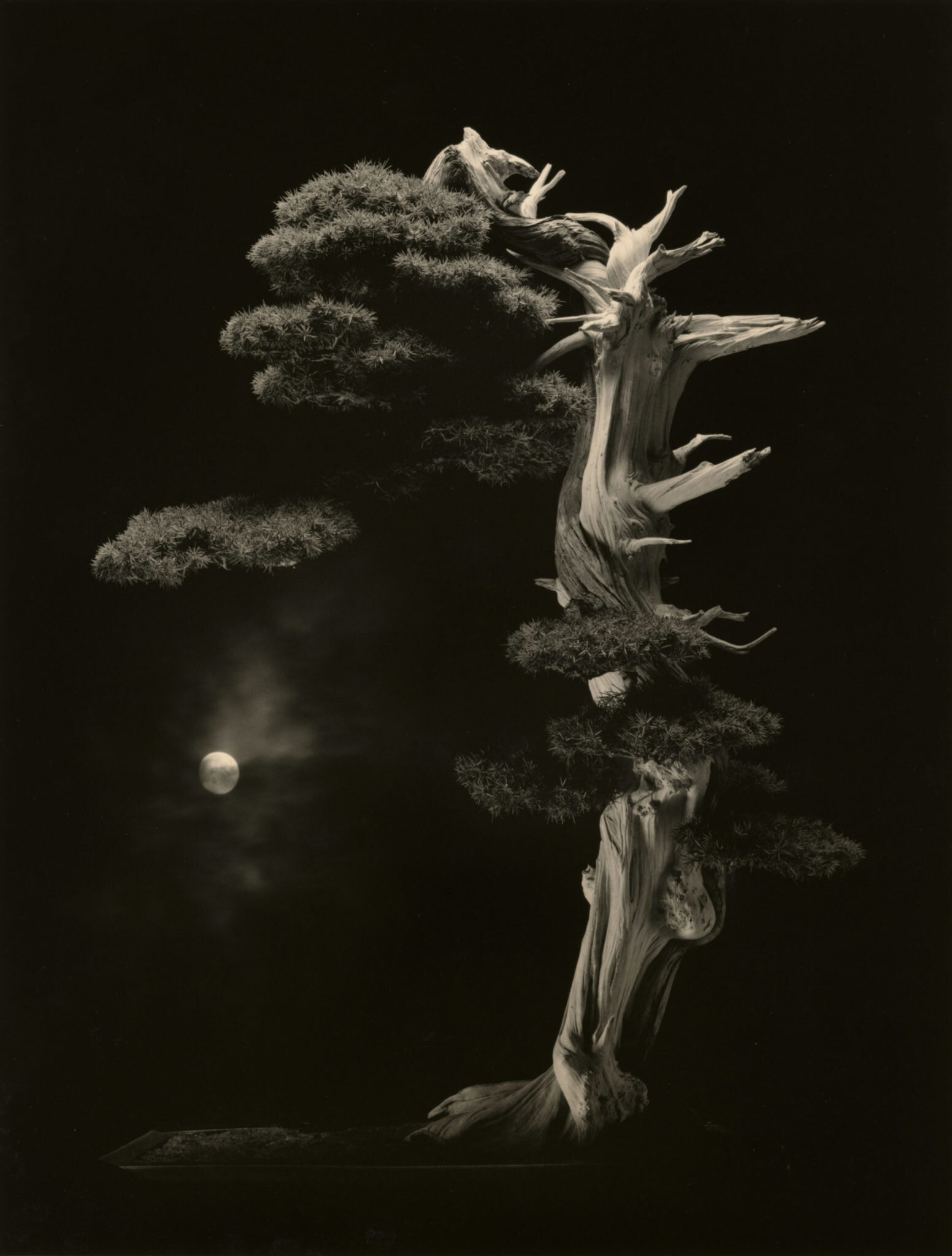 Yamamoto Masao: Bonsai – Microcosms Macrocosms — A-Passion-Project
