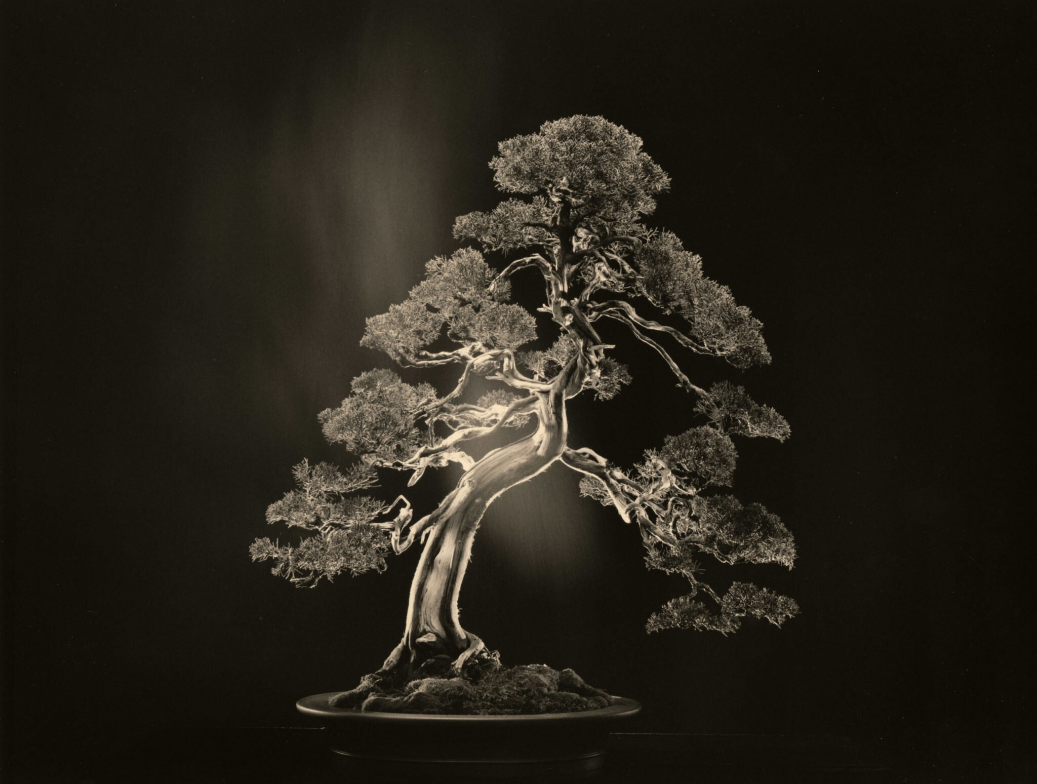 Yamamoto Masao: Bonsai – Microcosms Macrocosms — A-Passion-Project