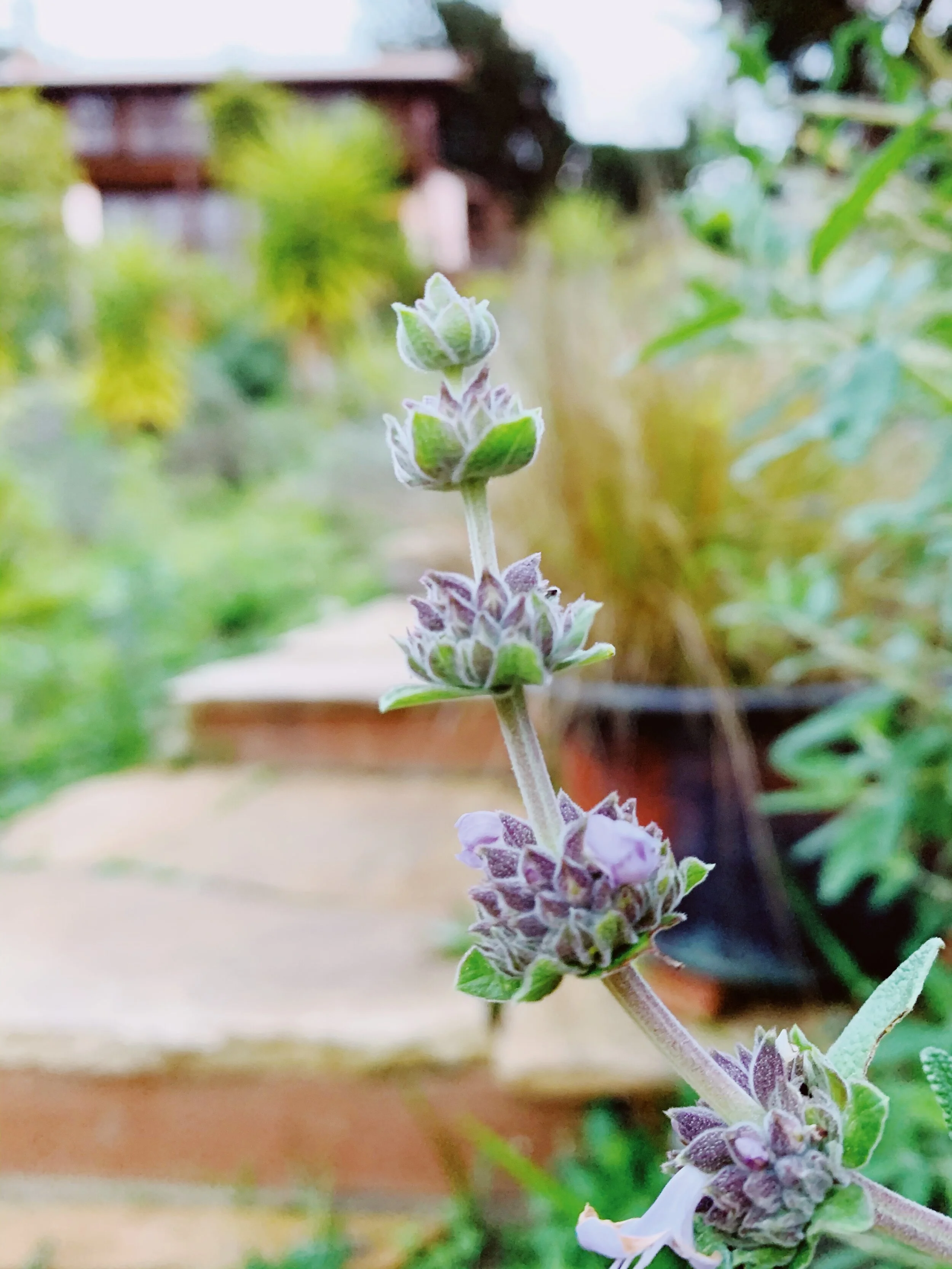 Views of the Pacific Ocean