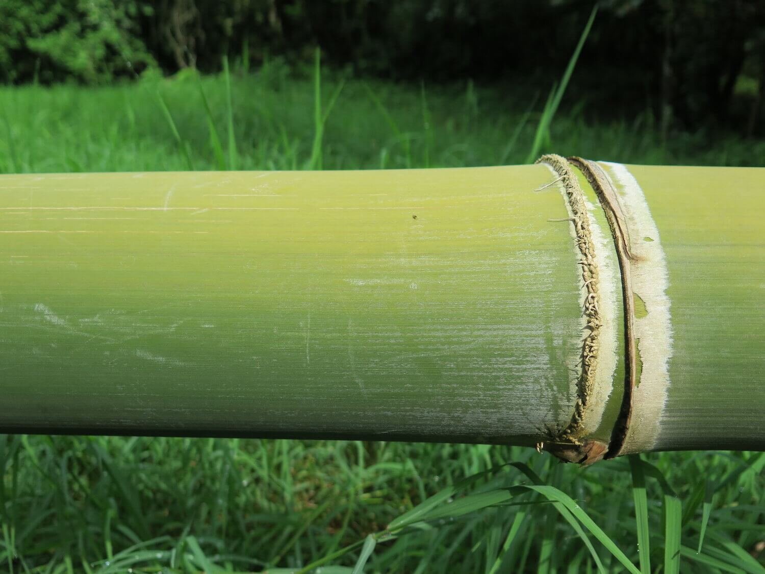 Coming Back to Punta Morales