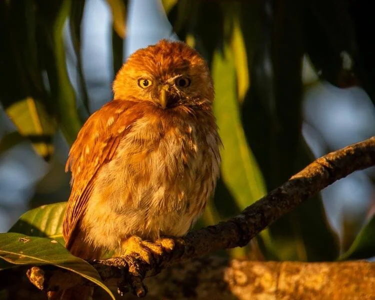 Shipyard Flora & Fauna