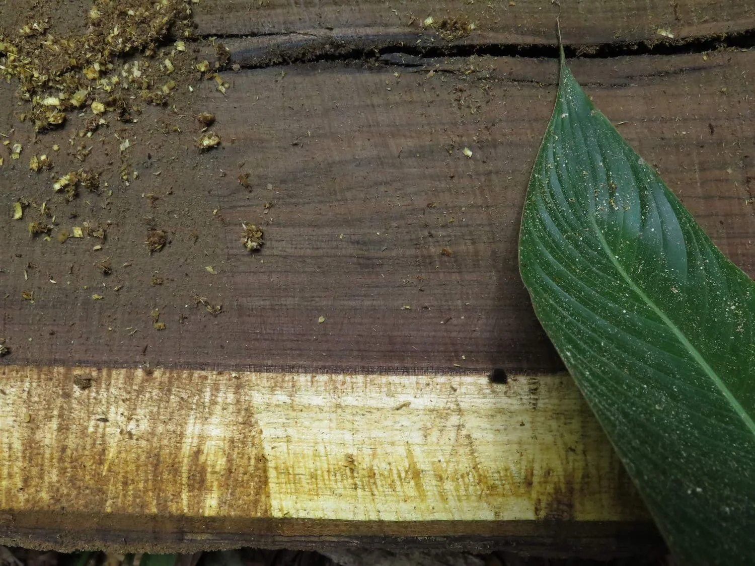 Sustainable Forestry Management in Action