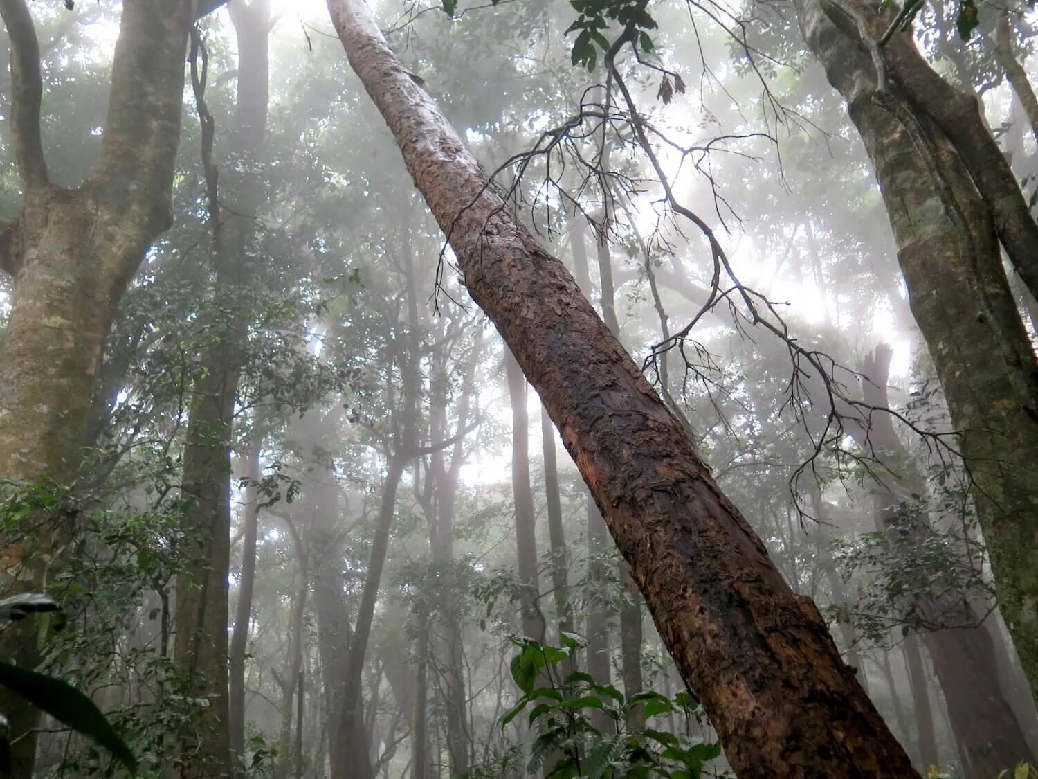 Discovering Green Business