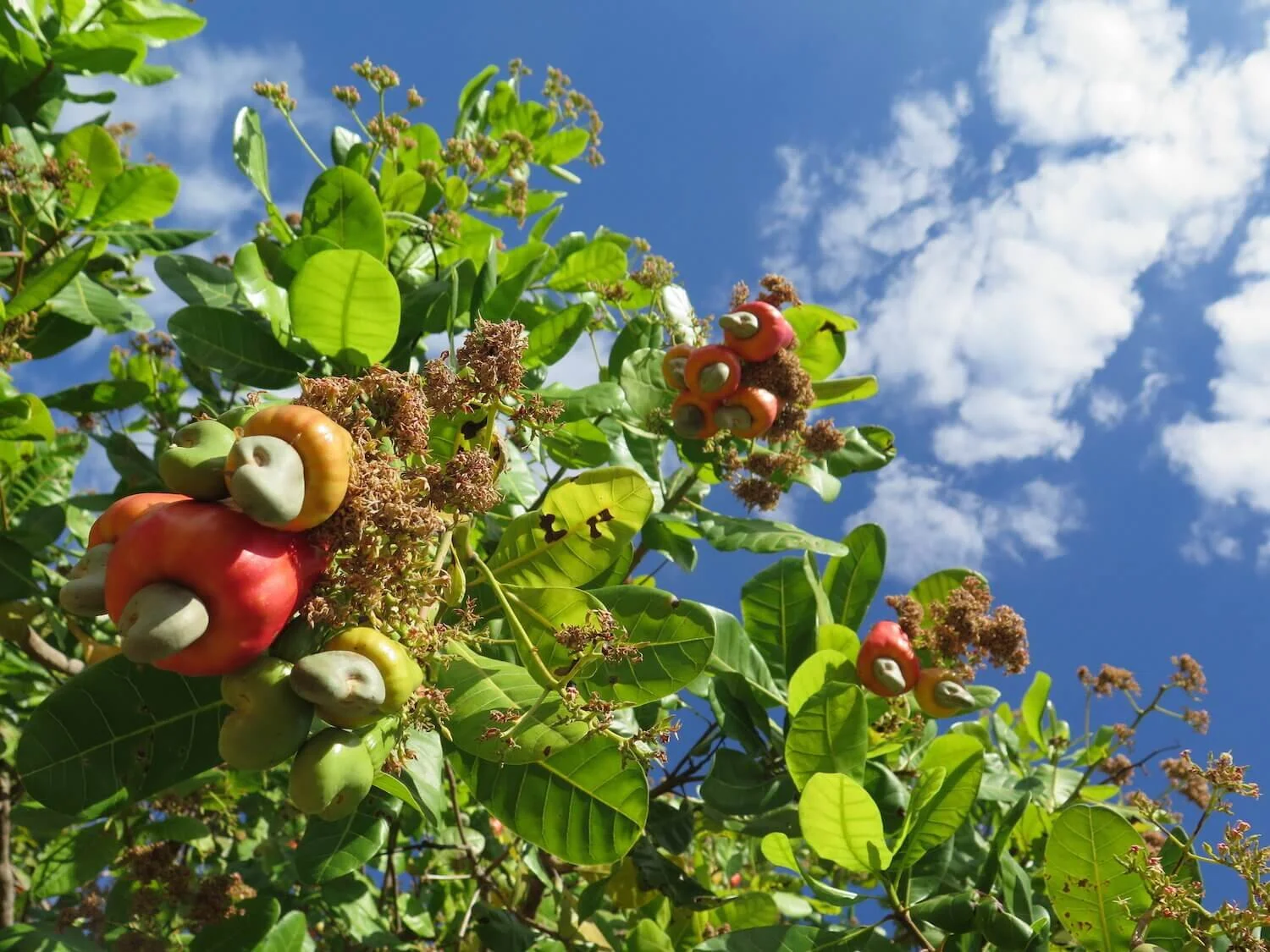 The sweet Life of the Astillero