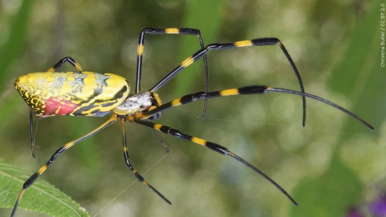 Researchers Ask Smokies Visitors to Report Joro Spider Sightings
