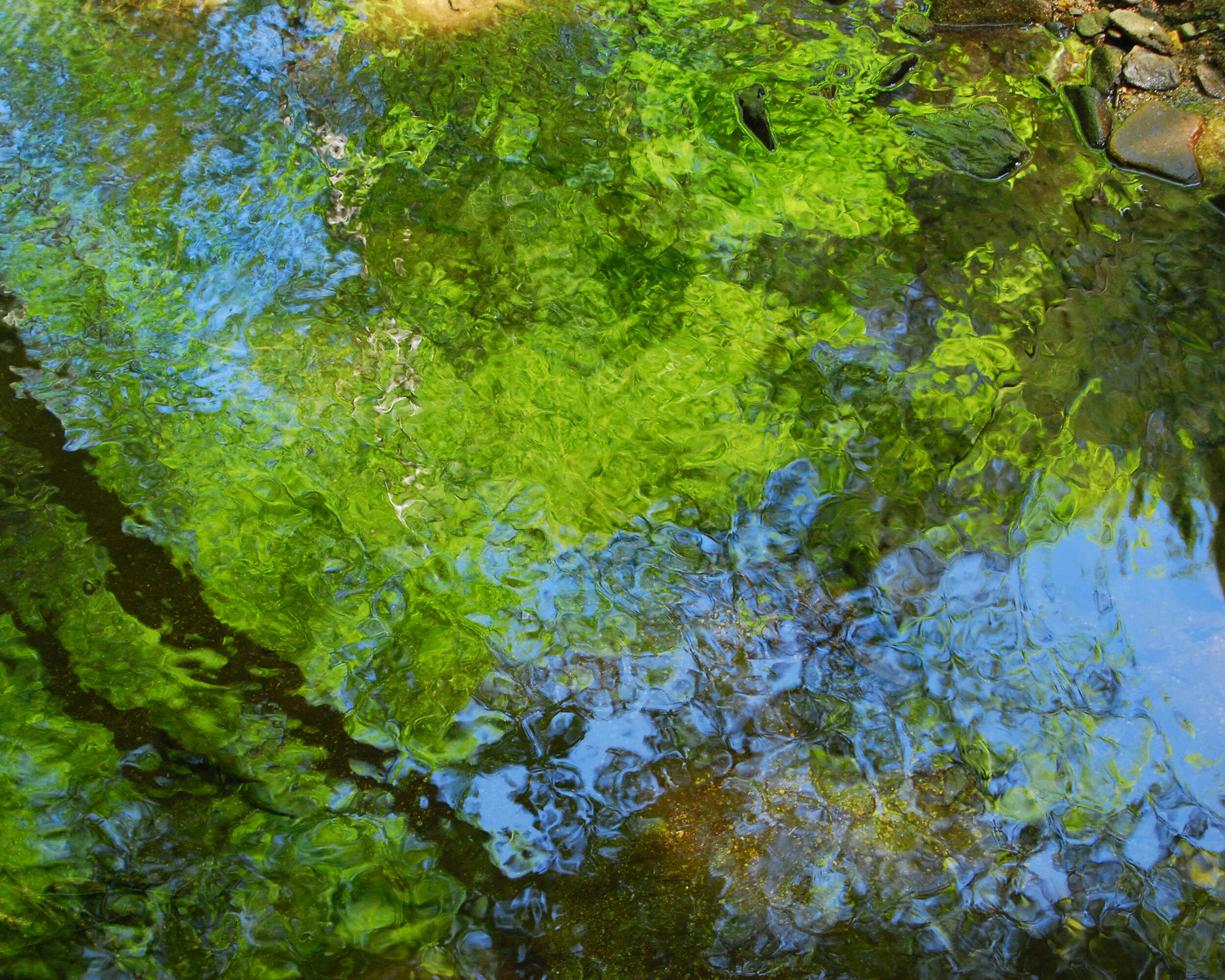 Summer Reflection, Great Smoky Mountains National Park
