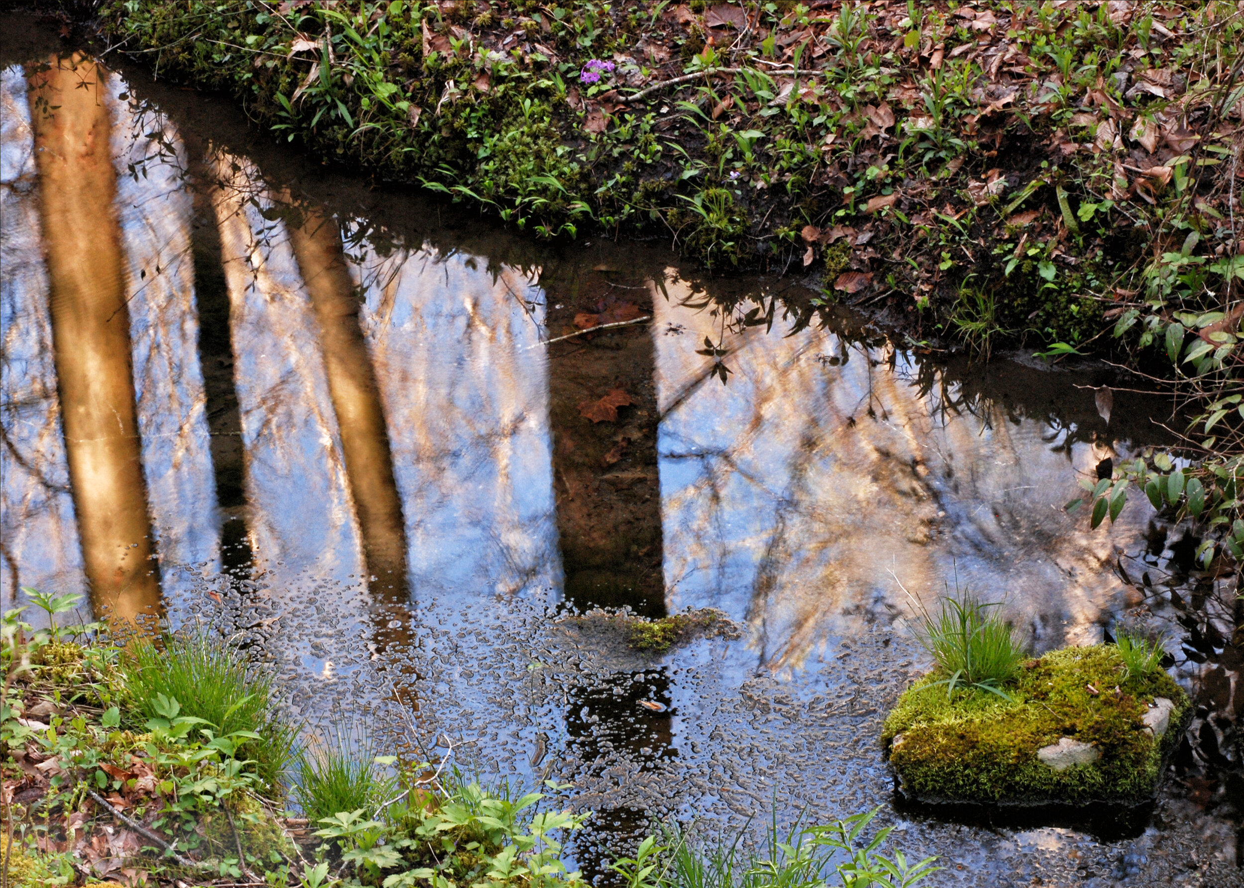Streamside Reflection, Great Smoky Mountains National Park