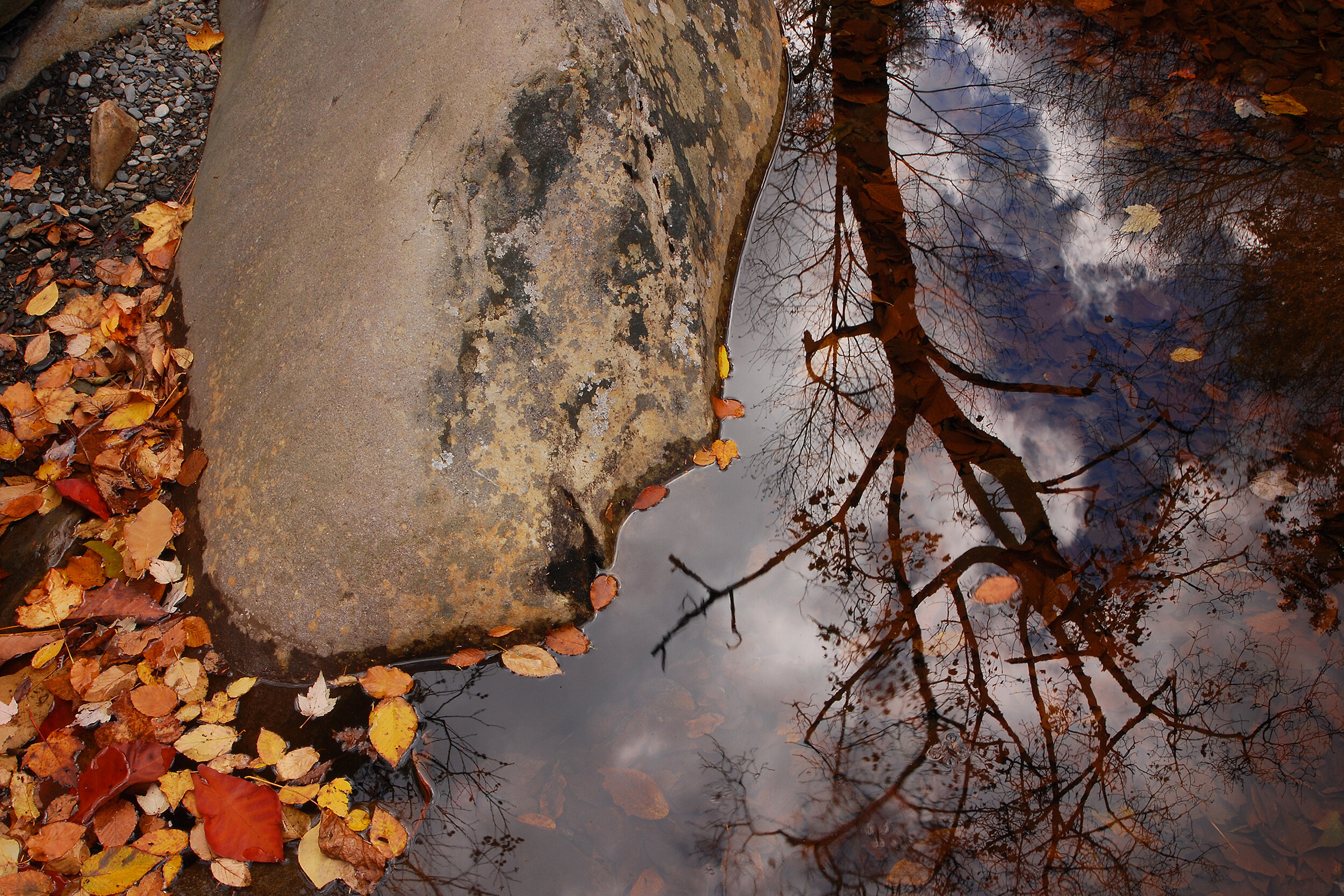 Rock Tree Reflection.jpg
