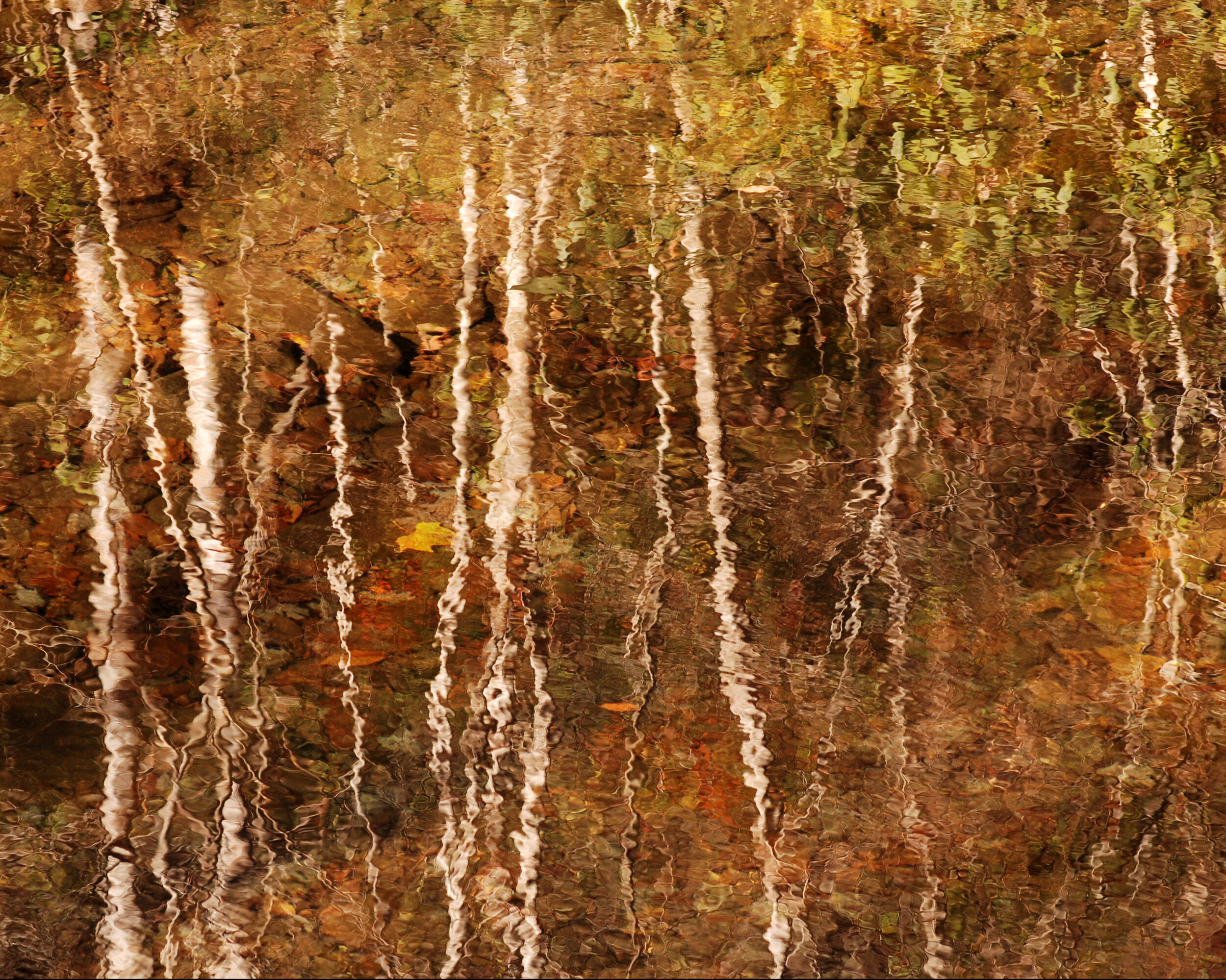DSC_8220 Reflection 8X10.jpg