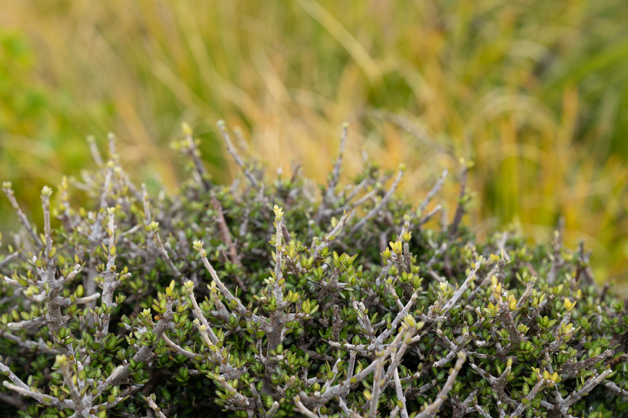 Pittosporum crassicaule