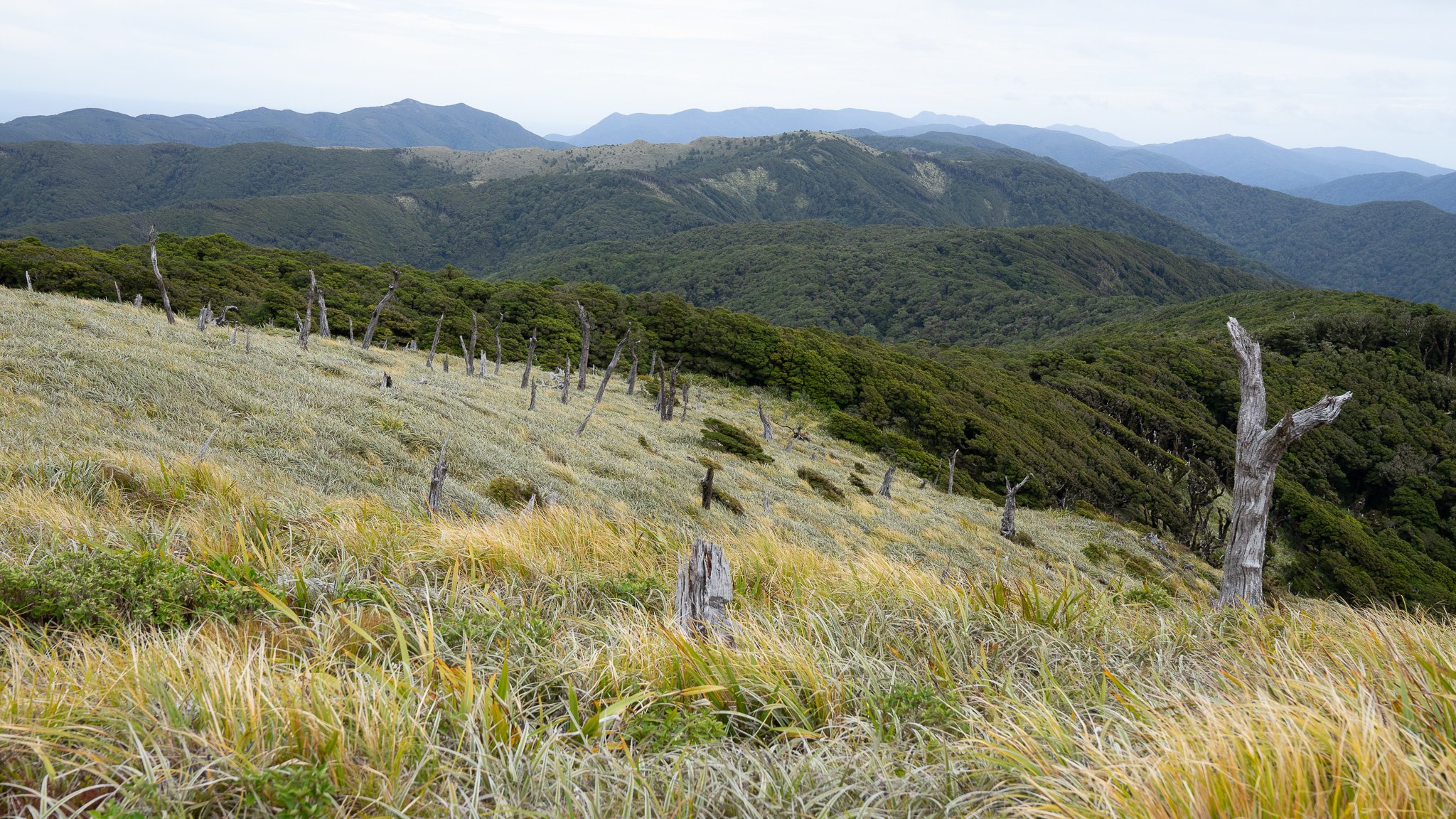 Astelia fields