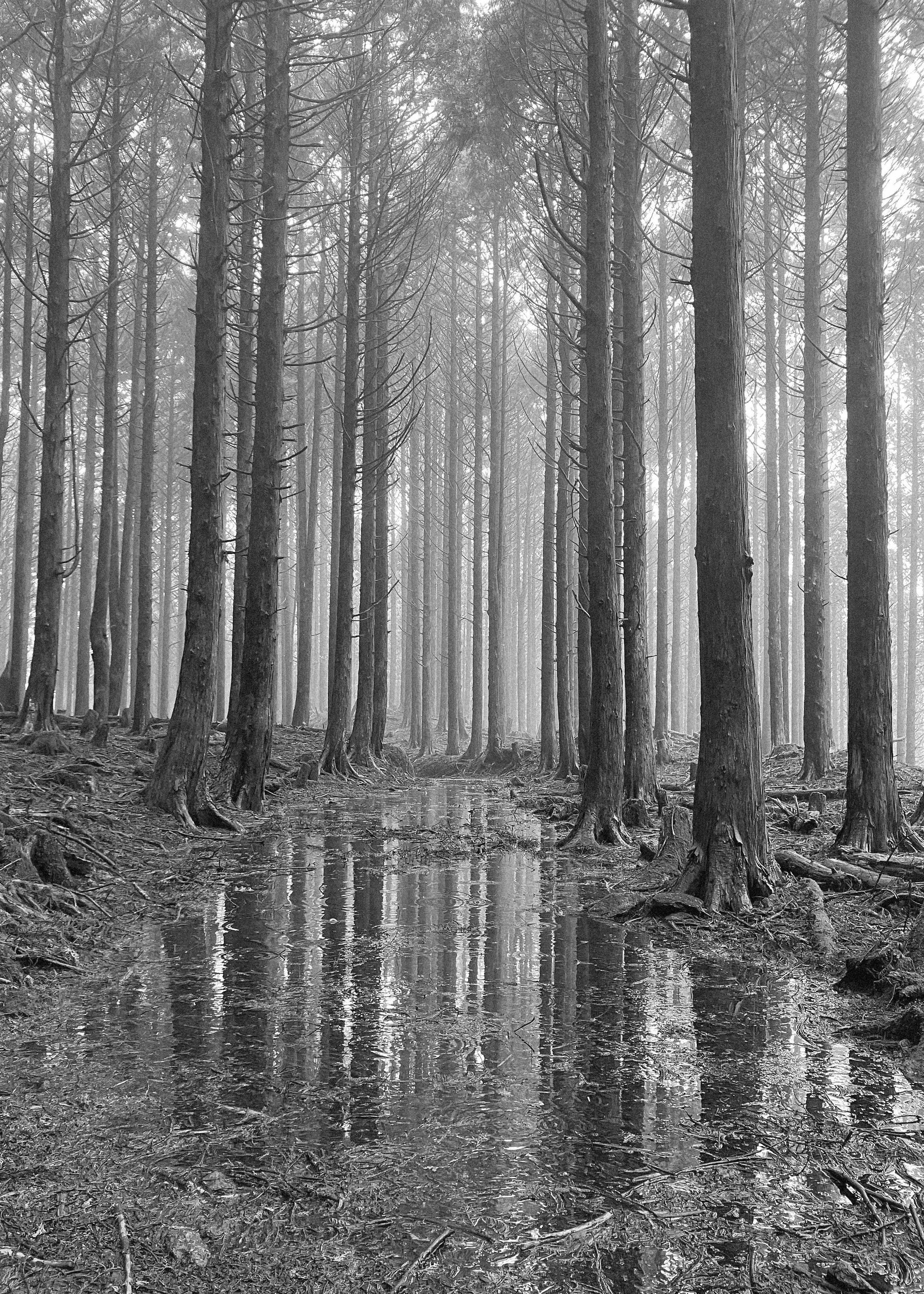 Trees.jpeg
