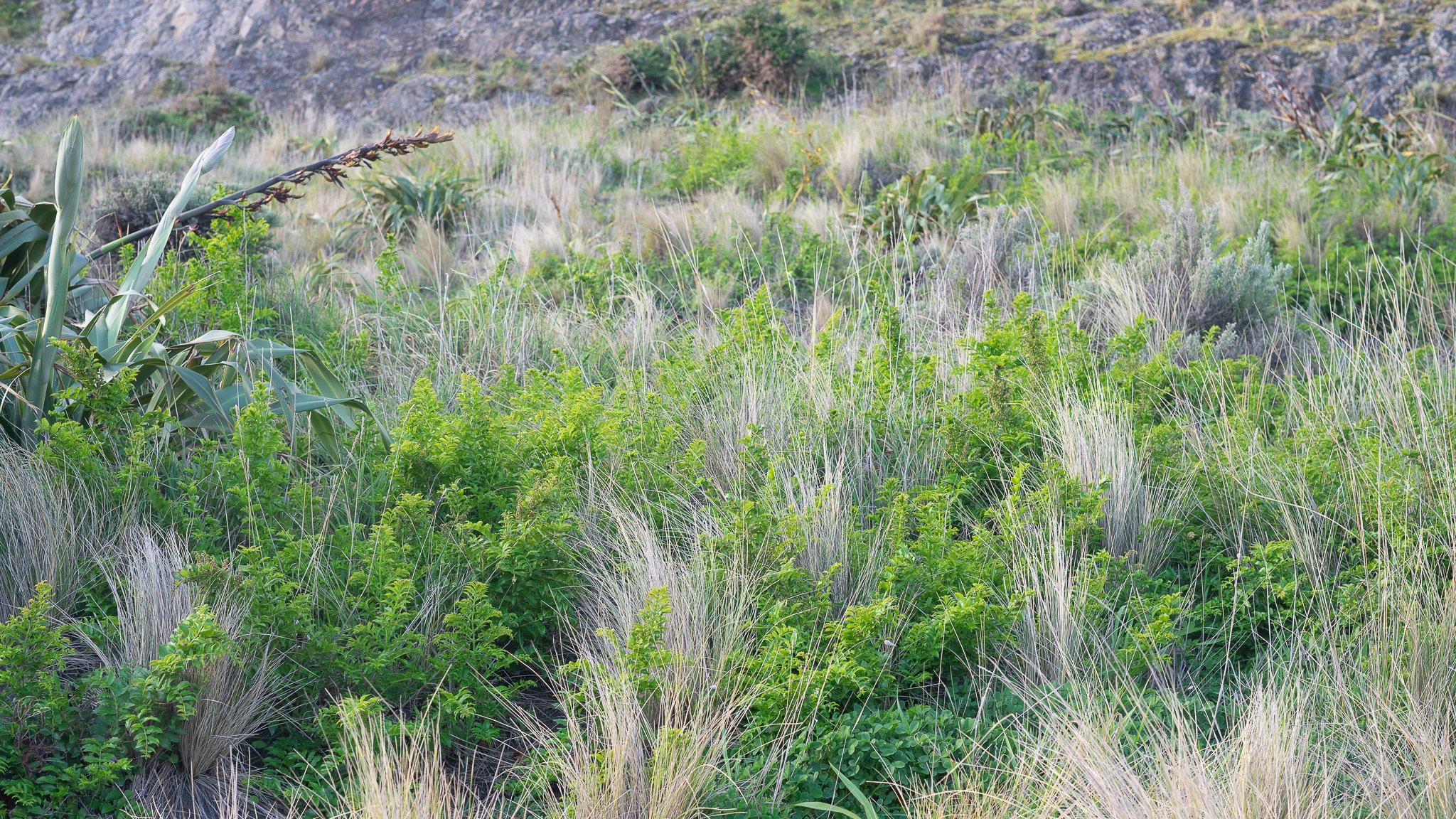 Coriaria sarmentosa