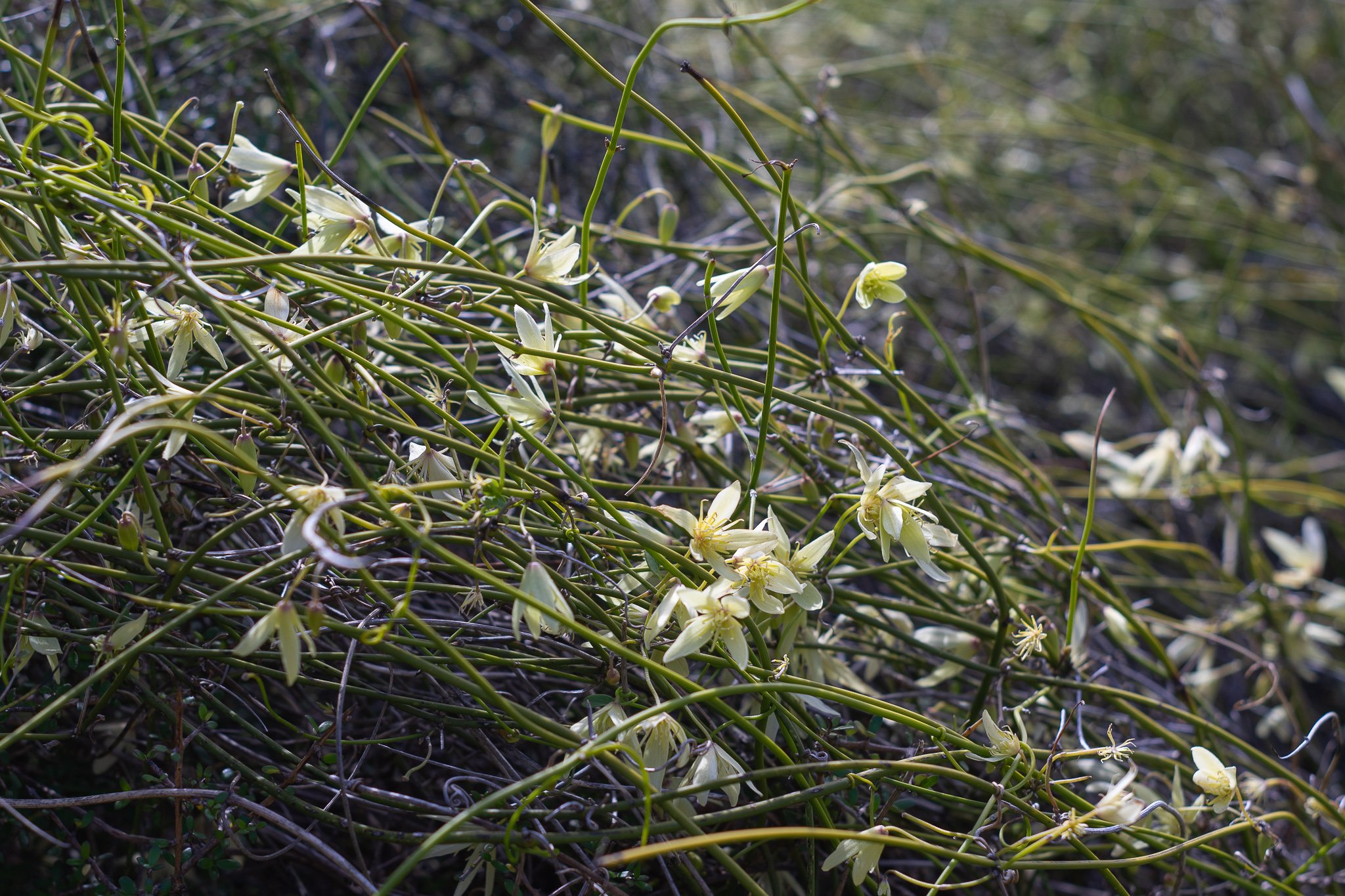 Clematis afoliata