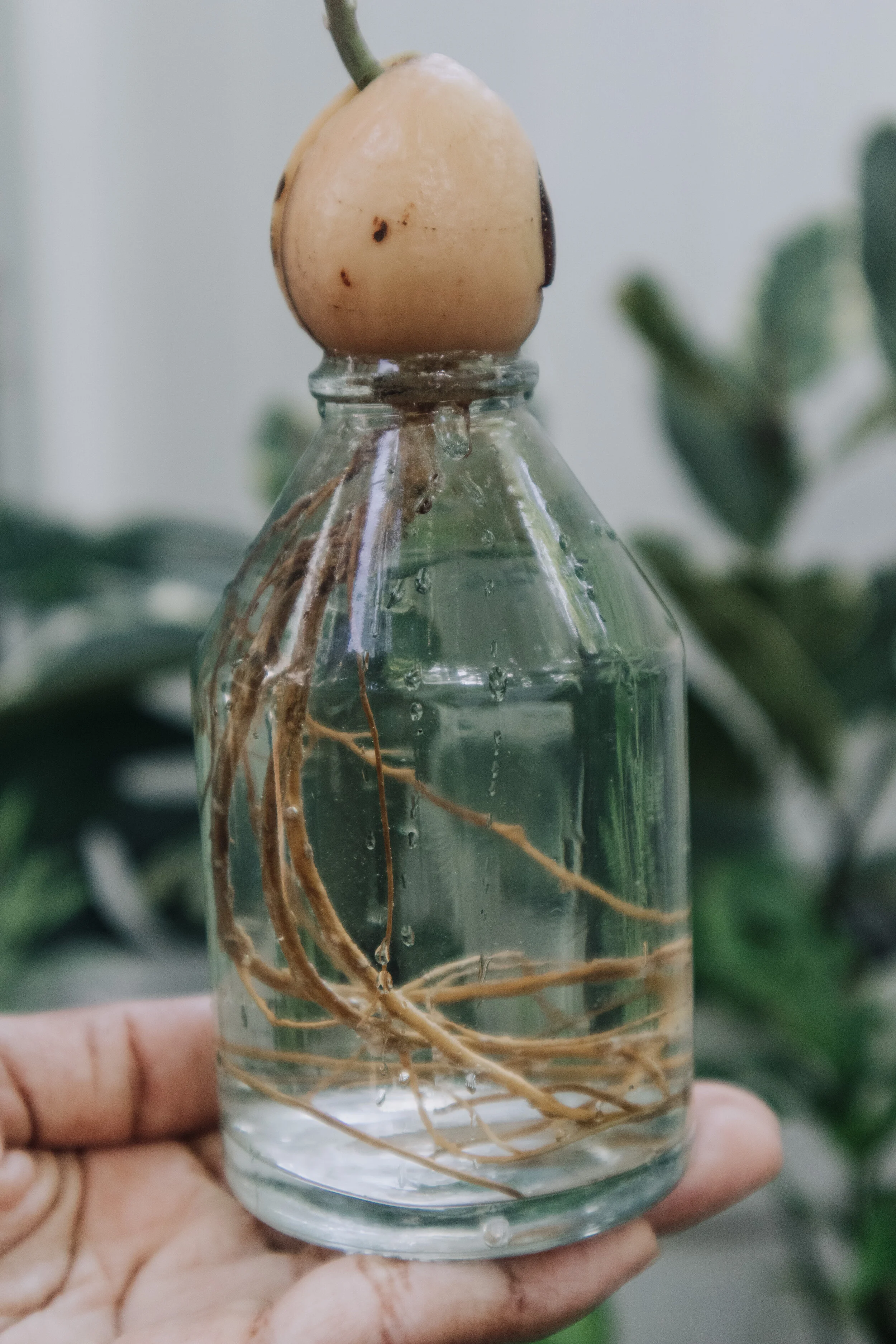 Growing Plant Roots In Water At Tracy Macias Blog