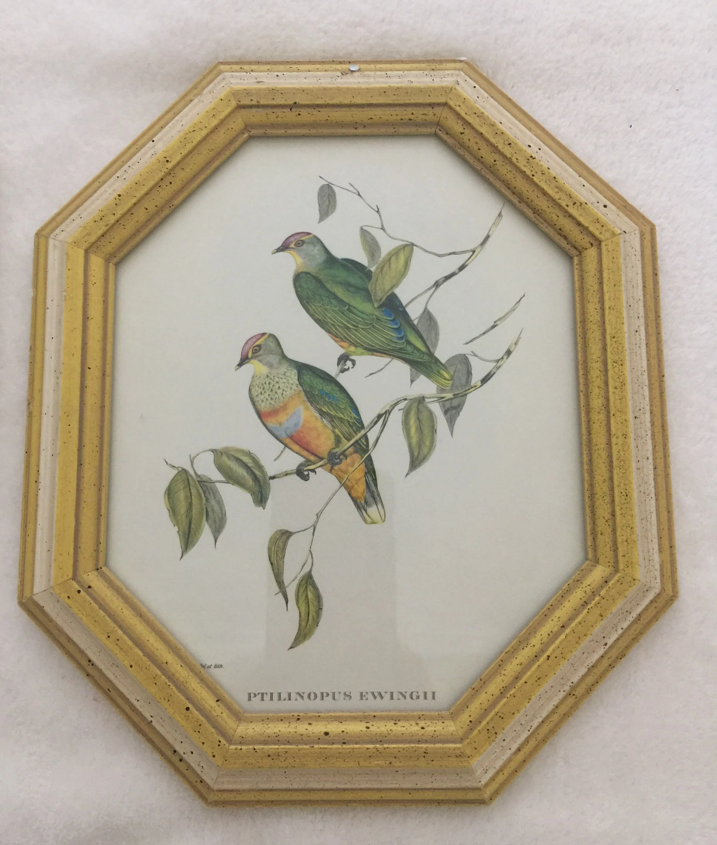 Bird Picture Set 3 Vintage 10.jpg